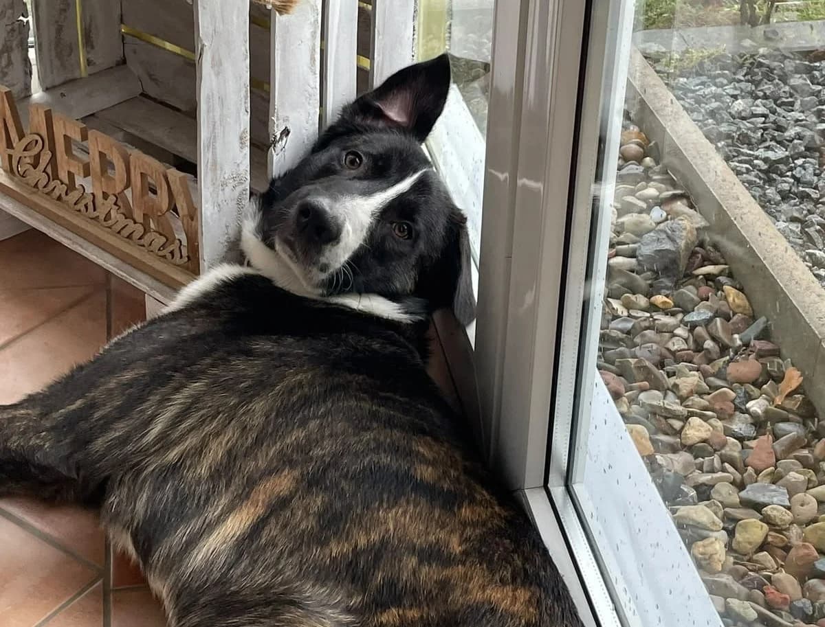 PERCY, jetzt Archie, male 4yo Mixed Breed for adoption at Ein Herz für Streuner e.V., München