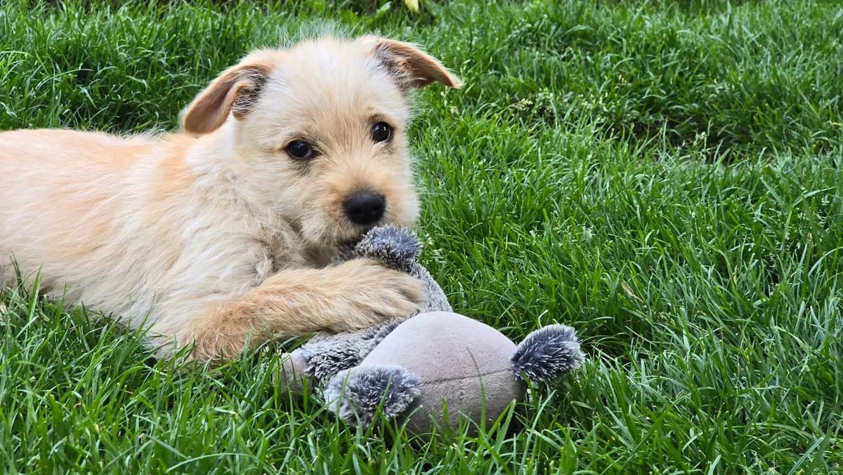 Percy, puppy Mixed Breed for adoption at Ein Herz für Streuner e.V., München