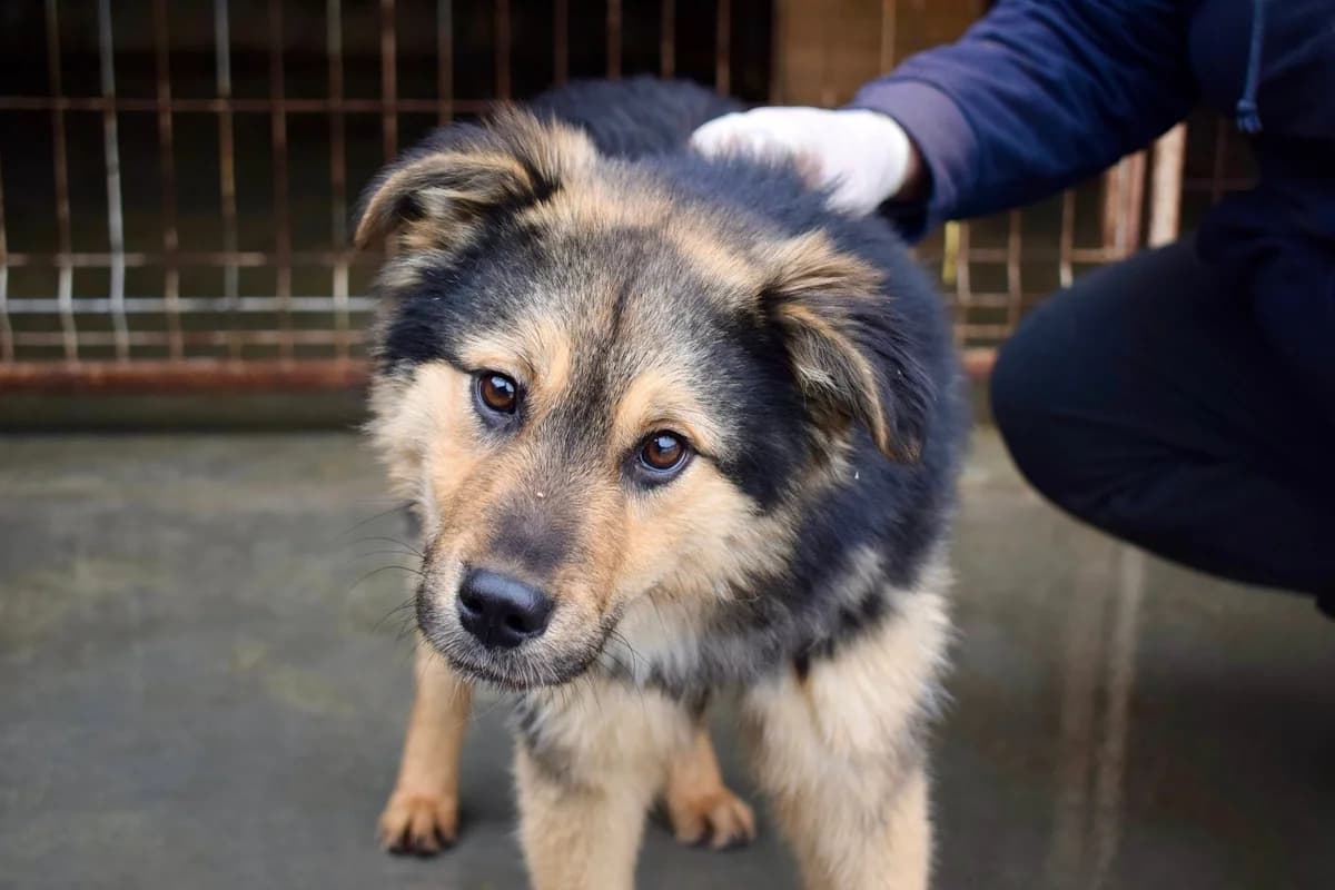 Percy, male puppy Mixed Breed for adoption at Ein Herz für Streuner e.V., München
