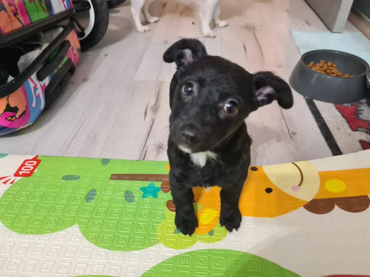Perdita, weiß female puppy Mixed Breed for adoption at Ein Herz für Streuner e.V., München