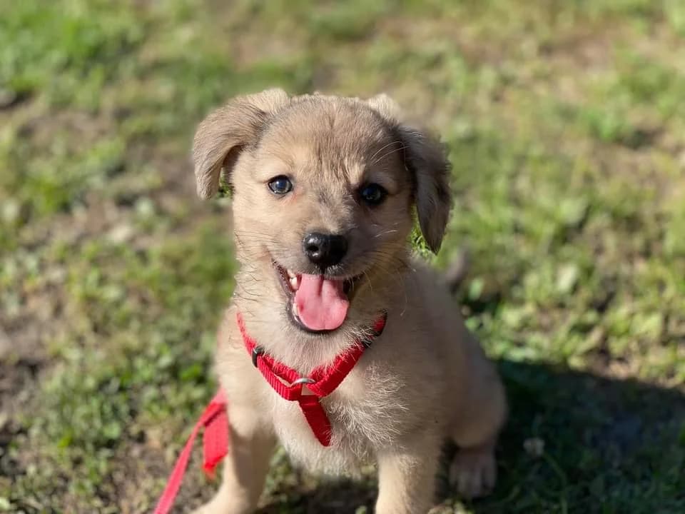 Perla, female puppy Mixed Breed for adoption at Ein Herz für Streuner e.V., München