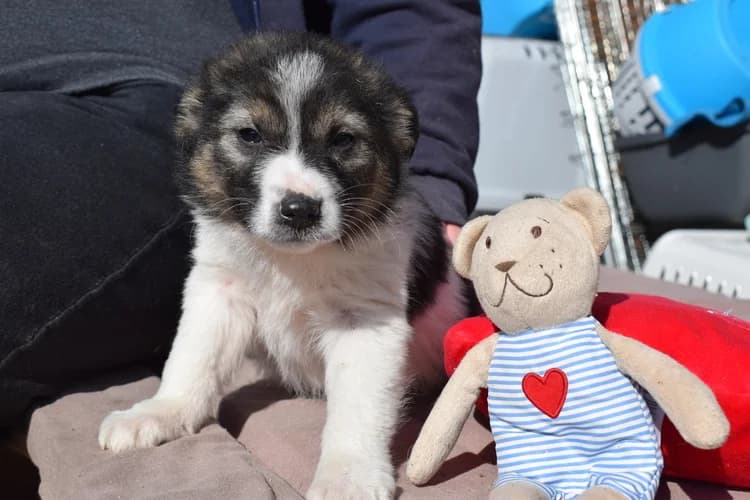 Perla, weiß female puppy Mixed Breed for adoption at Ein Herz für Streuner e.V., München