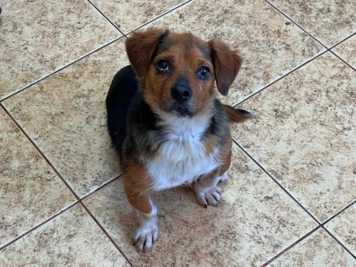 Perla, female 4yo Mixed Breed for adoption at Ein Herz für Streuner e.V., München