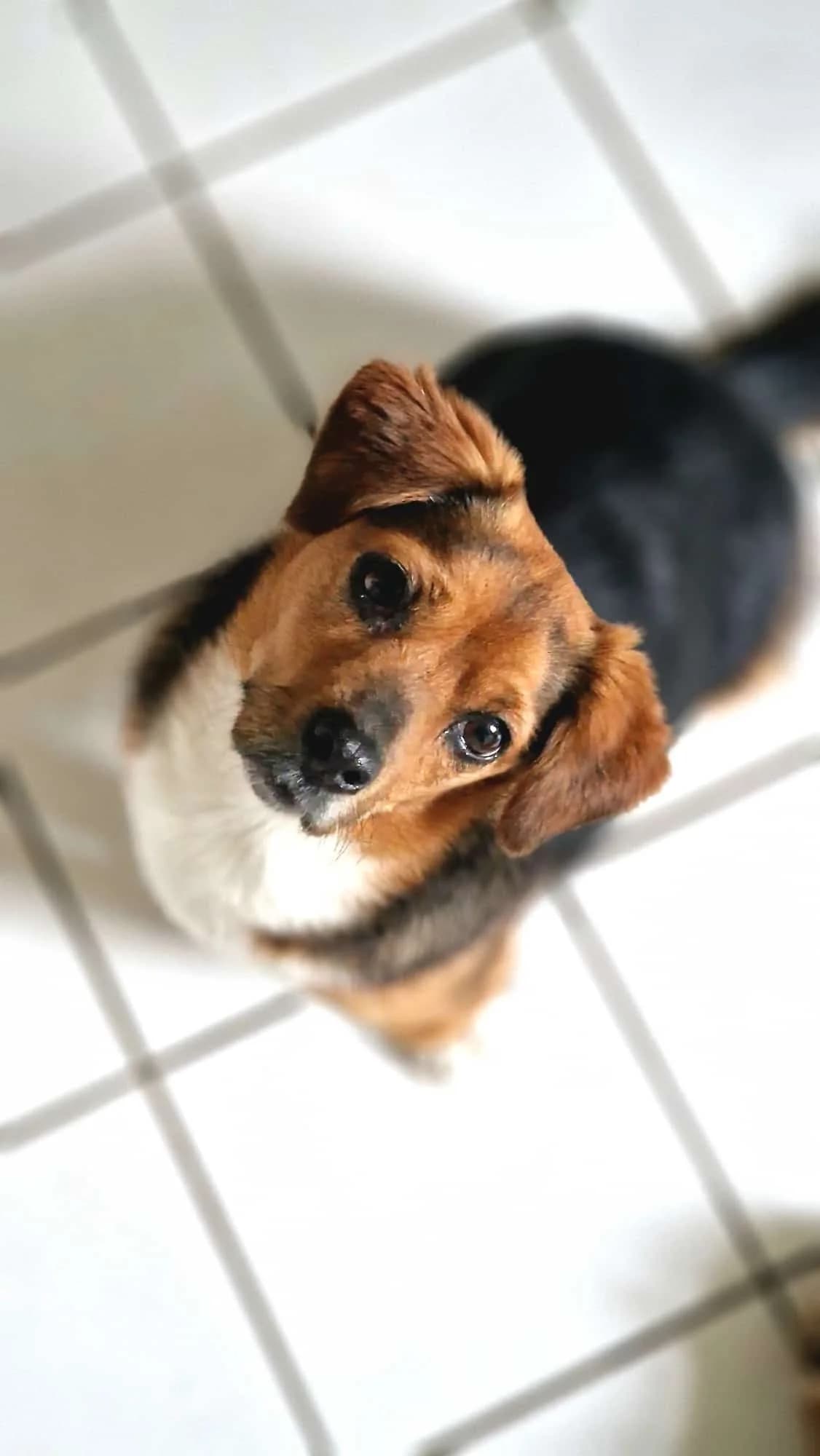 Perla, female 4yo Mixed Breed for adoption at Ein Herz für Streuner e.V., München