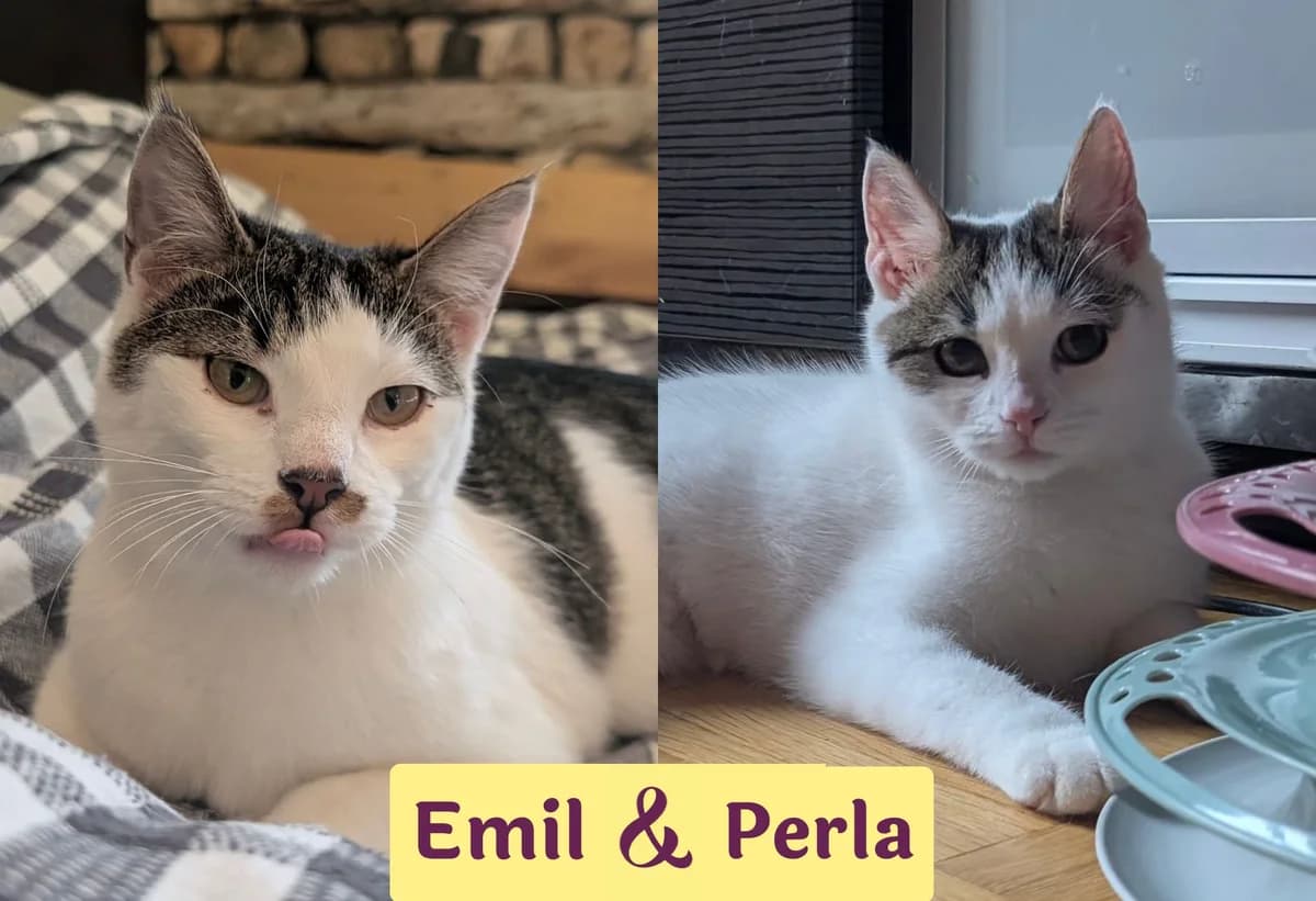 Perla&Emil, female puppy Mixed Breed for adoption at Ein Herz für Streuner e.V., München