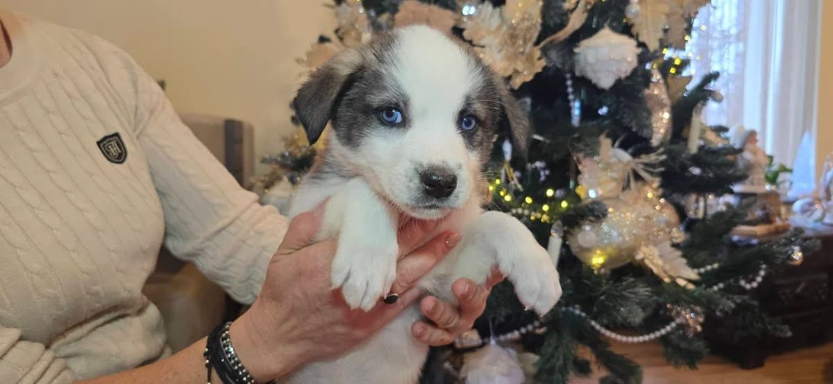 Perle, female puppy Mixed Breed for adoption at Ein Herz für Streuner e.V., München