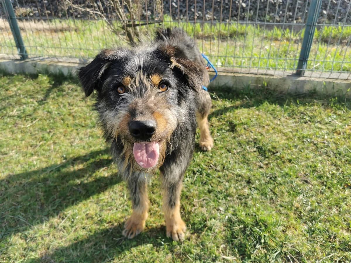 Pernod, male 5yo Mixed Breed for adoption at Ein Herz für Streuner e.V., München