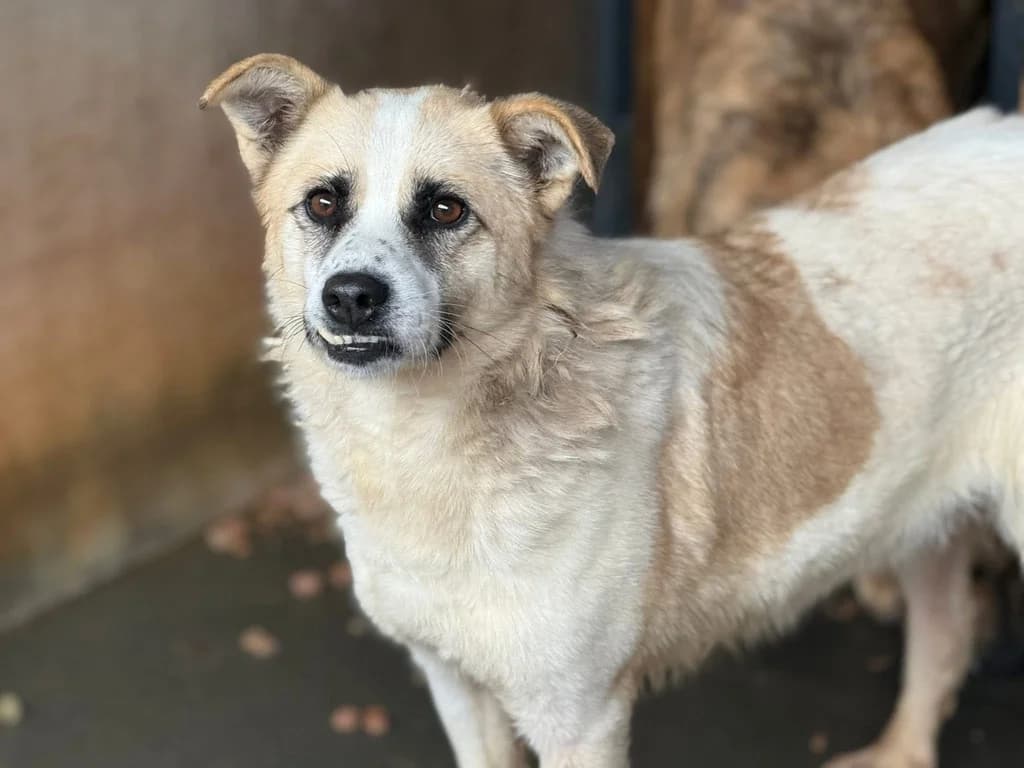 Perwoll, weiß female 4yo Mixed Breed for adoption at Ein Herz für Streuner e.V., München