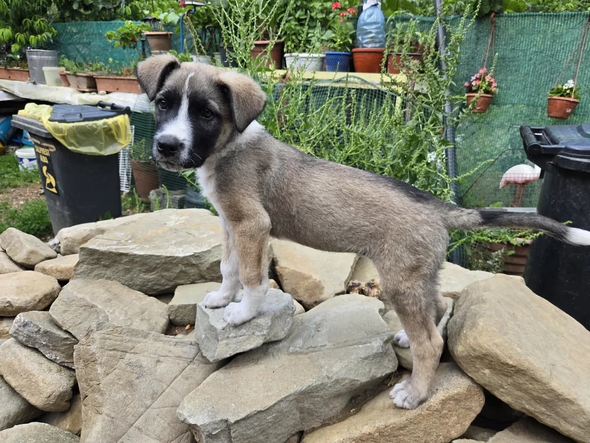 Pesto, male puppy Mixed Breed for adoption at Ein Herz für Streuner e.V., München