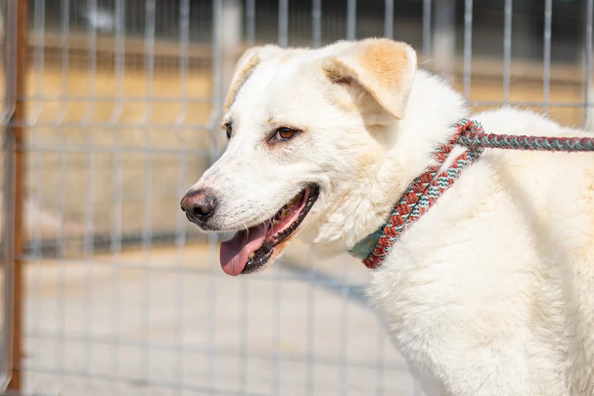 Pete, silber male 7yo Mixed Breed for adoption at Ein Herz für Streuner e.V., München