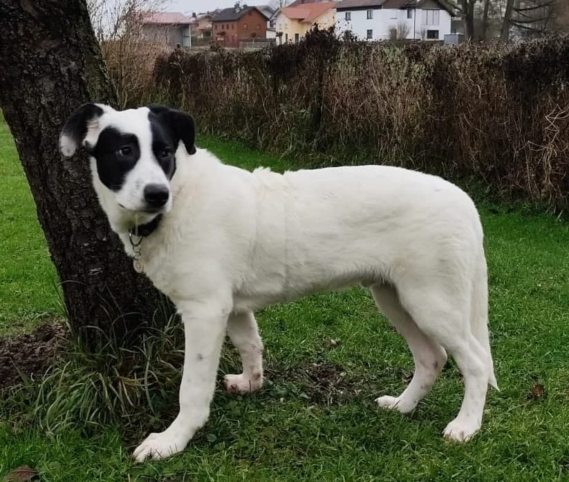 Peterchen, male puppy Mixed Breed for adoption at Ein Herz für Streuner e.V., München