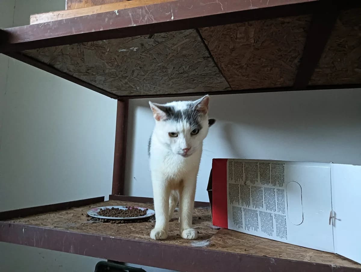 Peterle, male 5yo Mixed Breed for adoption at Ein Herz für Streuner e.V., München