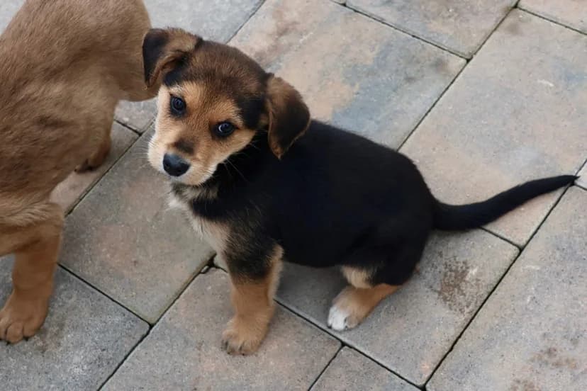 Petry, schwarz male puppy Mixed Breed for adoption at Ein Herz für Streuner e.V., München