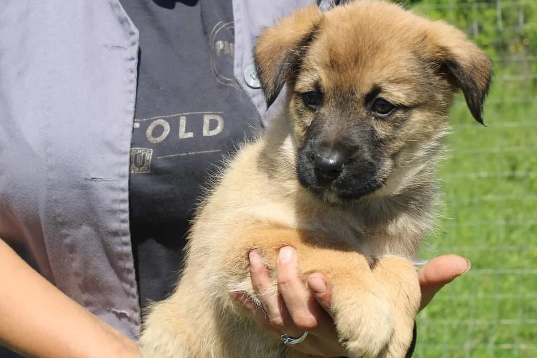PfÖTchen, female puppy Mixed Breed for adoption at Ein Herz für Streuner e.V., München