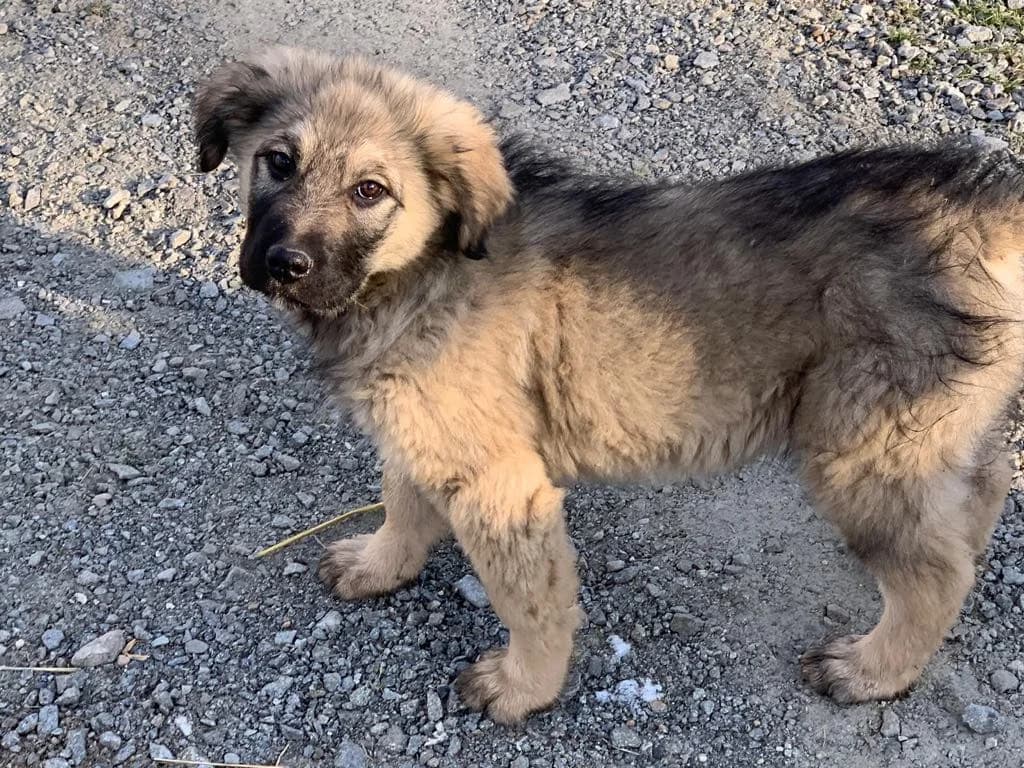 Phela, female puppy Mixed Breed for adoption at Ein Herz für Streuner e.V., München