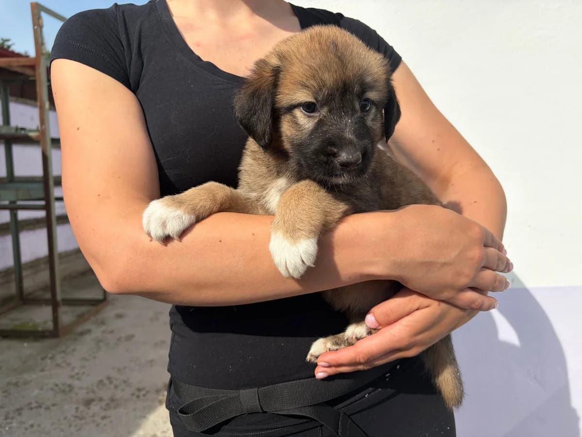 Pheobe, weiß female puppy Mixed Breed for adoption at Ein Herz für Streuner e.V., München
