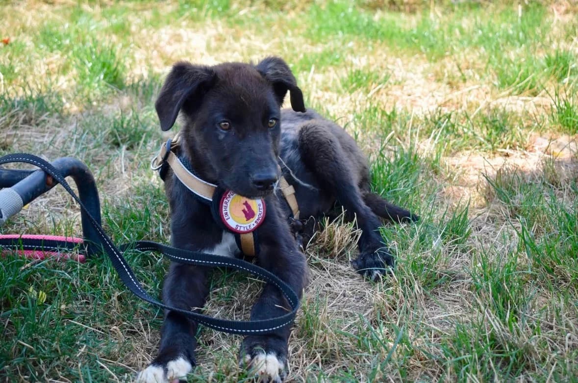 Phero, weiß male puppy Mixed Breed for adoption at Ein Herz für Streuner e.V., München