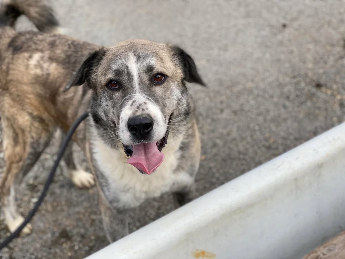 Phil, male 5yo Mixed Breed for adoption at Ein Herz für Streuner e.V., München