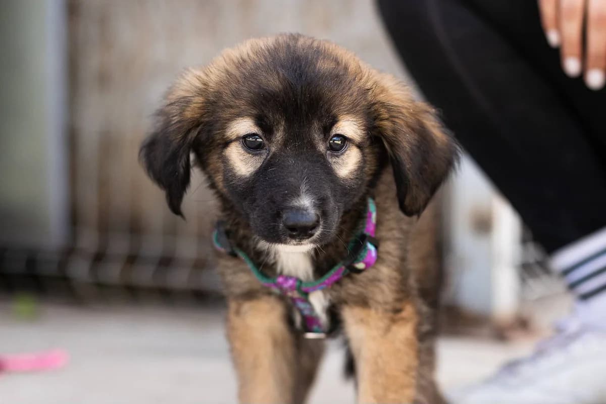Philadelphia, weiß female puppy Mixed Breed for adoption at Ein Herz für Streuner e.V., München