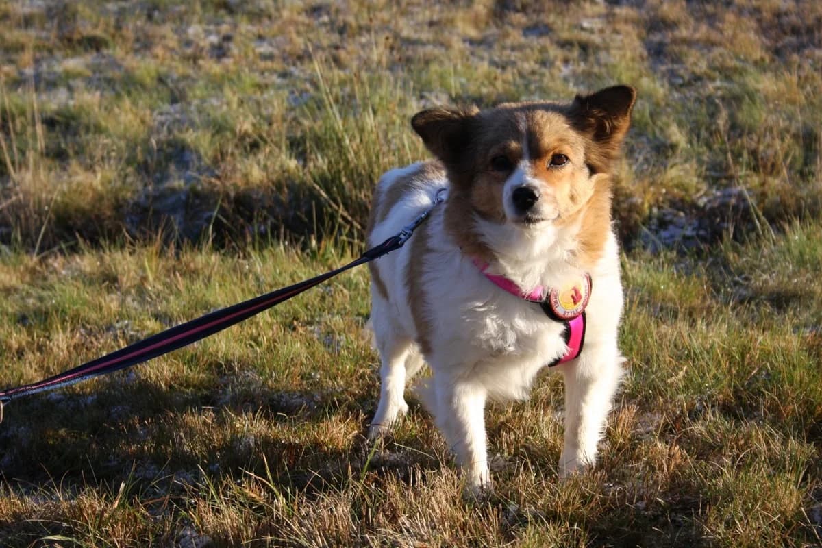 Philine, female senior Mixed Breed for adoption at Ein Herz für Streuner e.V., München