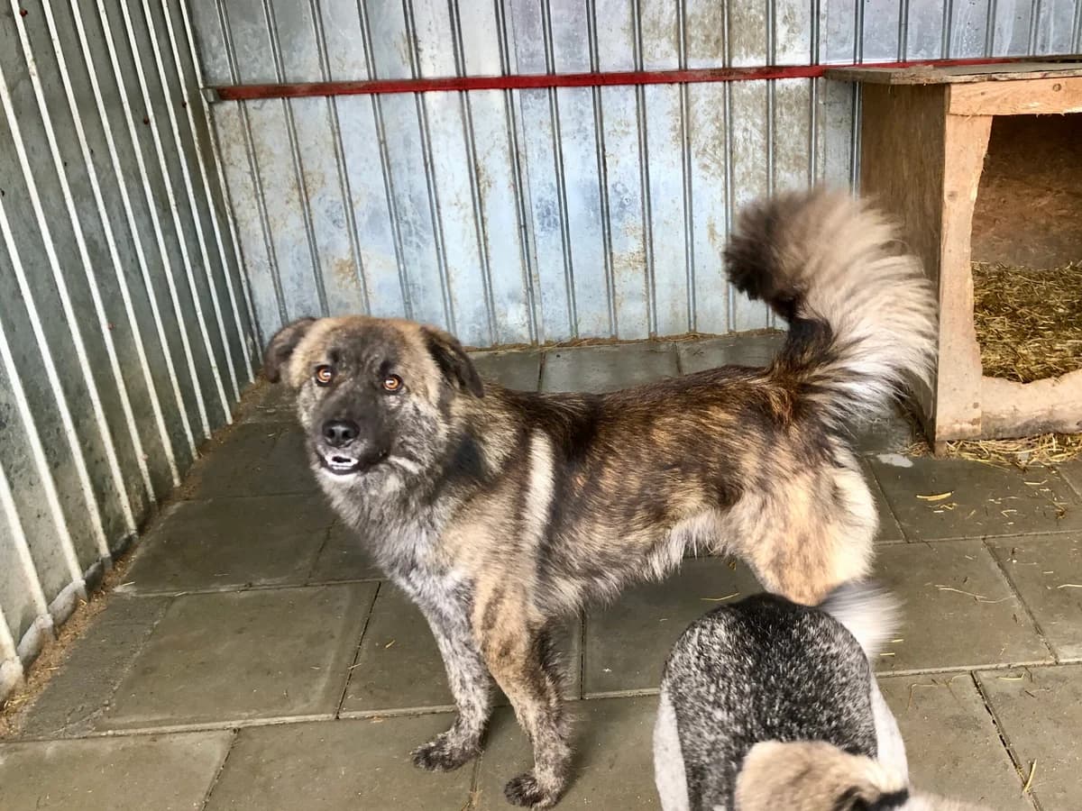 Philipp, male 3yo Mixed Breed for adoption at Ein Herz für Streuner e.V., München