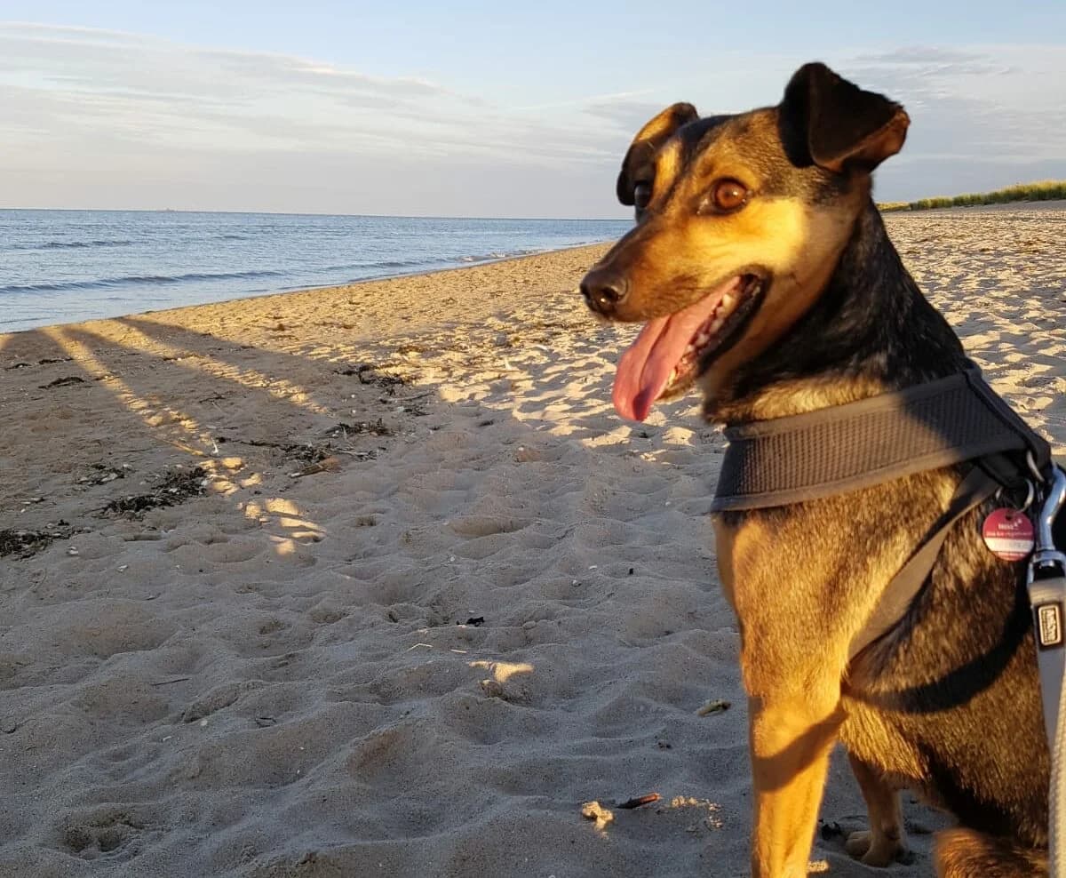 Philo, male 3yo Mixed Breed for adoption at Ein Herz für Streuner e.V., München