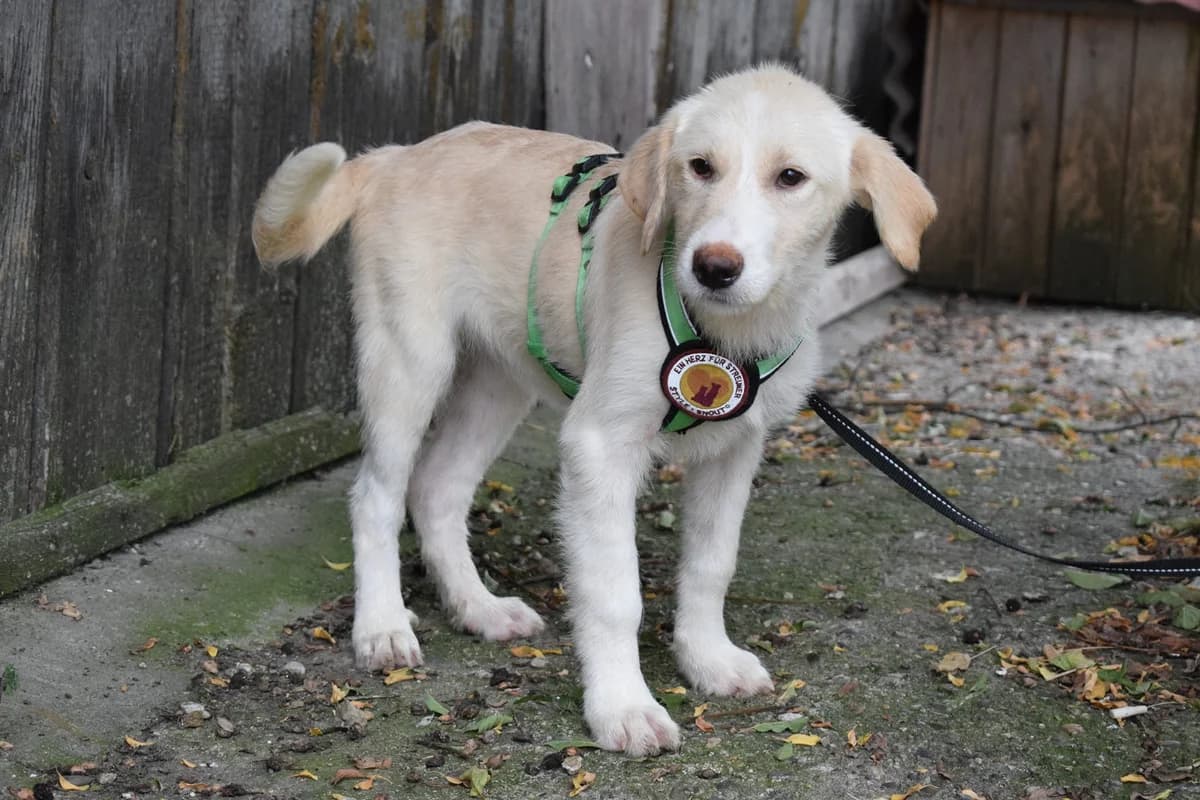 Philomena, weiß female puppy Mixed Breed for adoption at Ein Herz für Streuner e.V., München