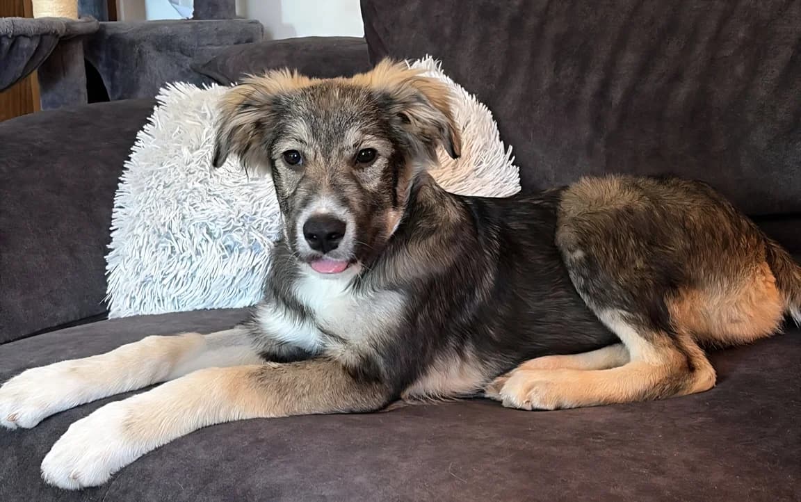 Phoebe, female puppy Mixed Breed for adoption at Ein Herz für Streuner e.V., München