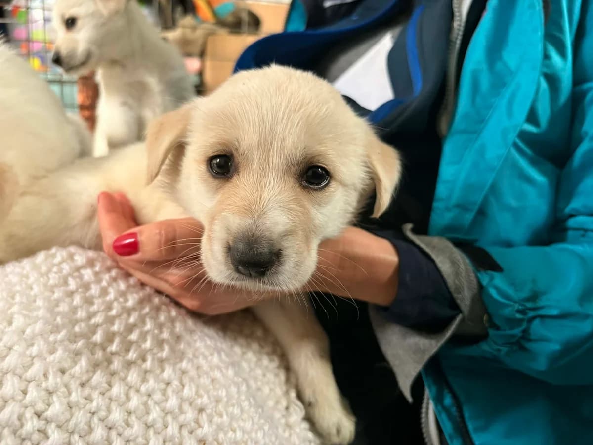 Phoebe, Mixed Breed for adoption at Ein Herz für Streuner e.V., München