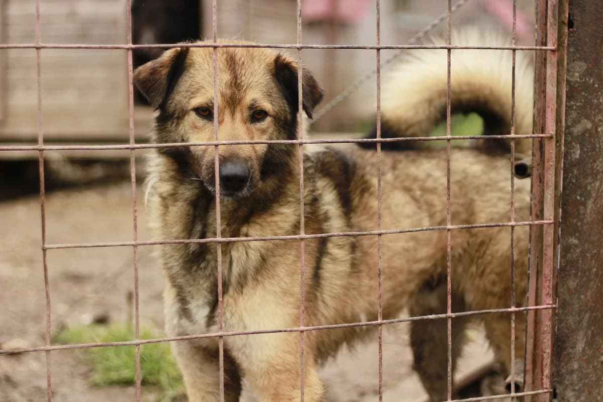 PhÖNix, male 6yo Mixed Breed for adoption at Ein Herz für Streuner e.V., München