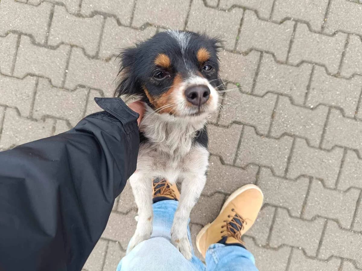 Pia, female 4yo Mixed Breed for adoption at Ein Herz für Streuner e.V., München
