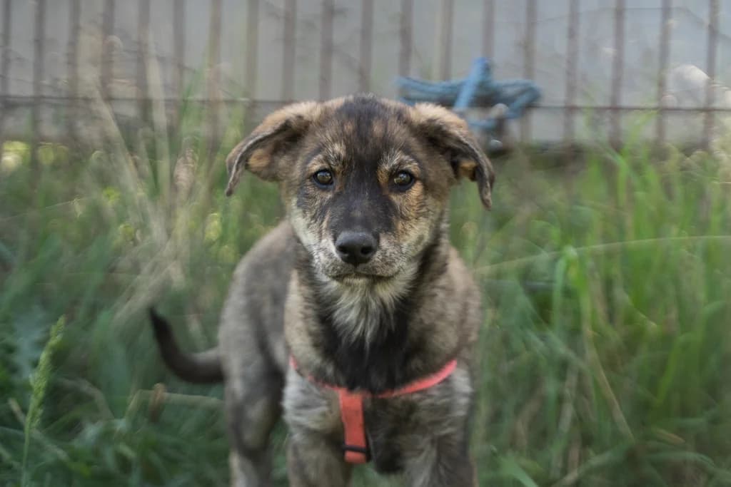Pia, female puppy Mixed Breed for adoption at Ein Herz für Streuner e.V., München