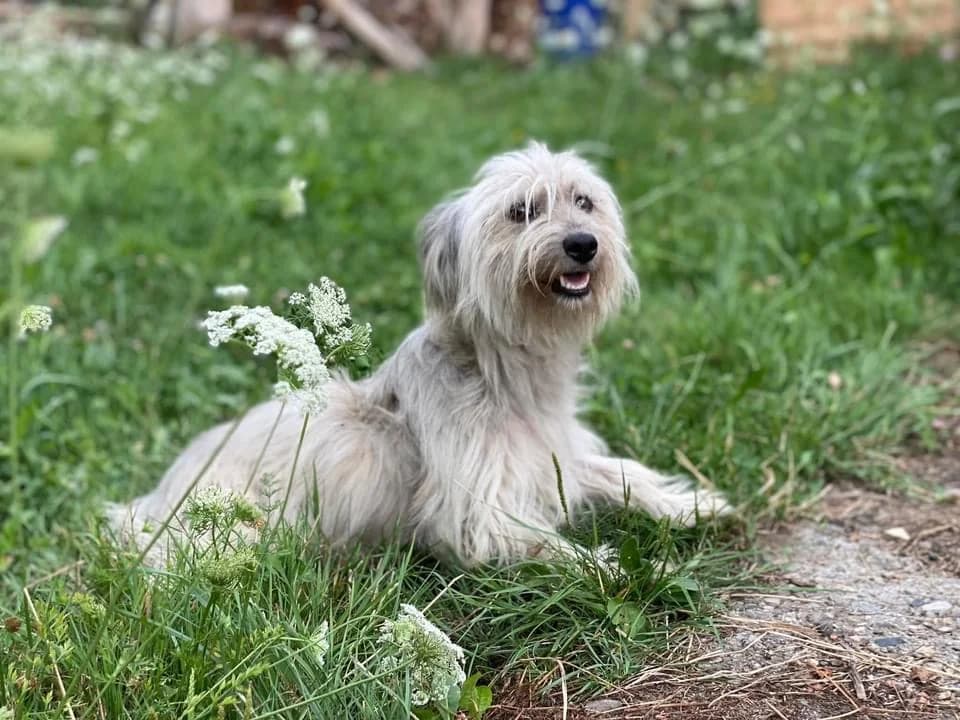 Pia, weiß female 5yo Mixed Breed for adoption at Ein Herz für Streuner e.V., München
