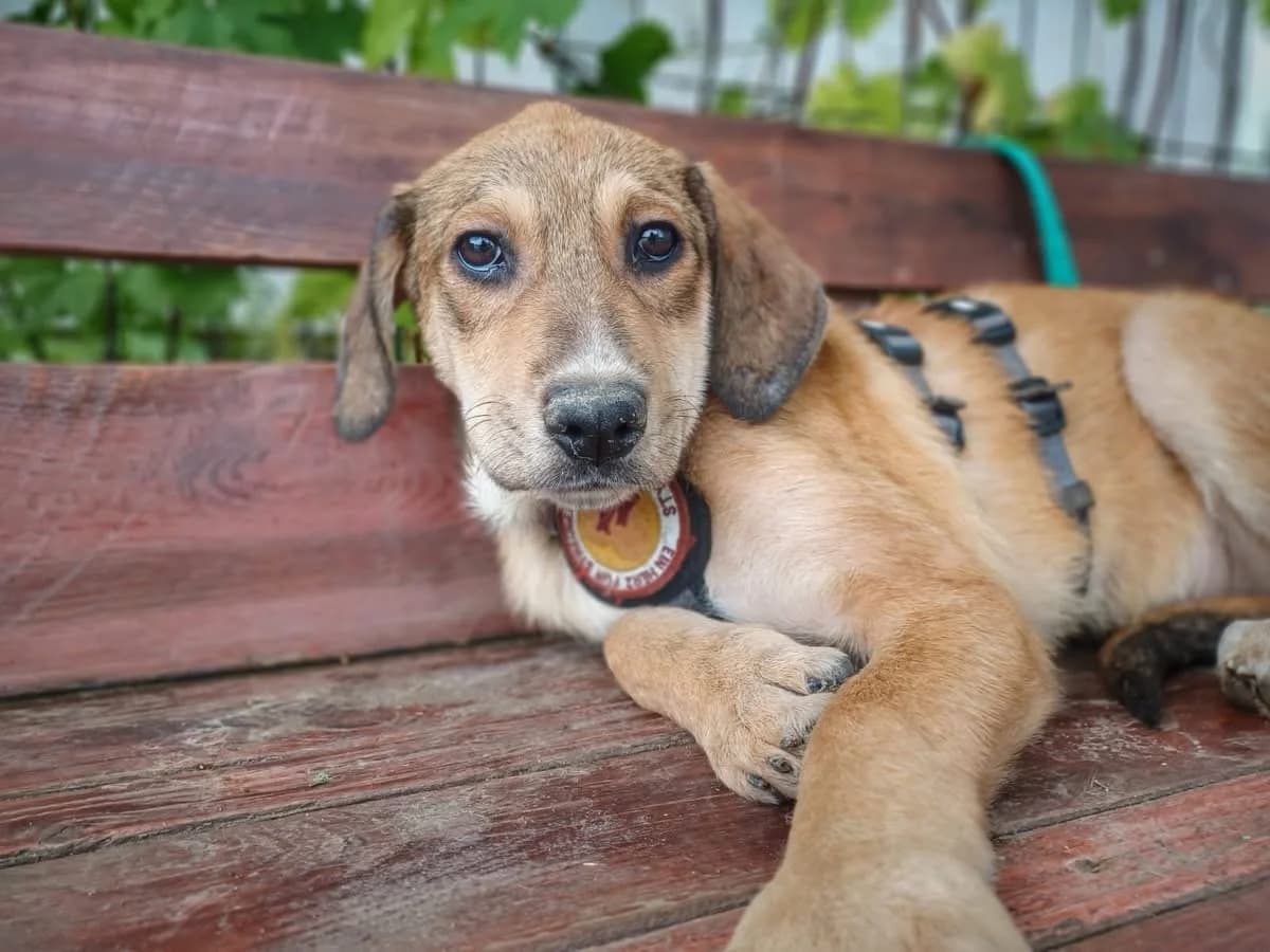 Pia, female puppy Mixed Breed for adoption at Ein Herz für Streuner e.V., München