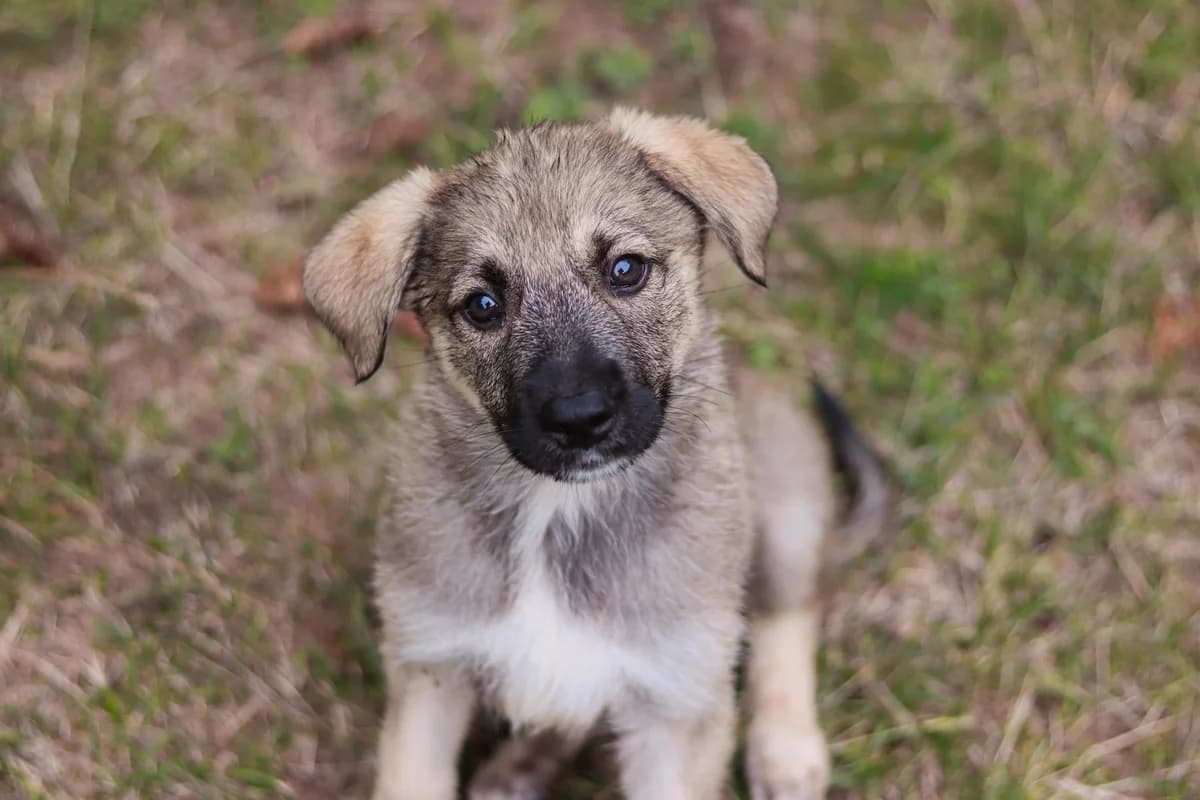 Picaboo, female puppy Mixed Breed for adoption at Ein Herz für Streuner e.V., München