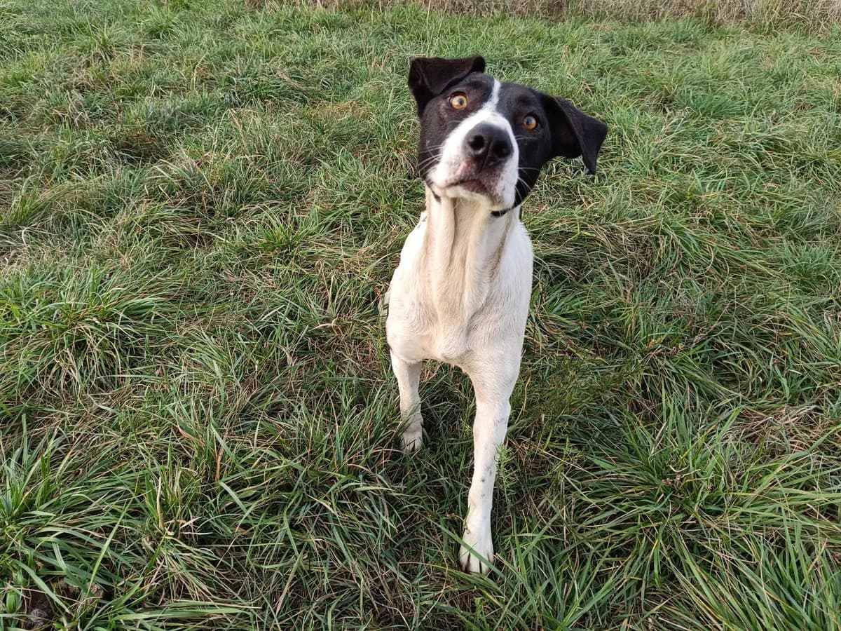 Picadilly, weiß Mixed Breed for adoption at Ein Herz für Streuner e.V., München