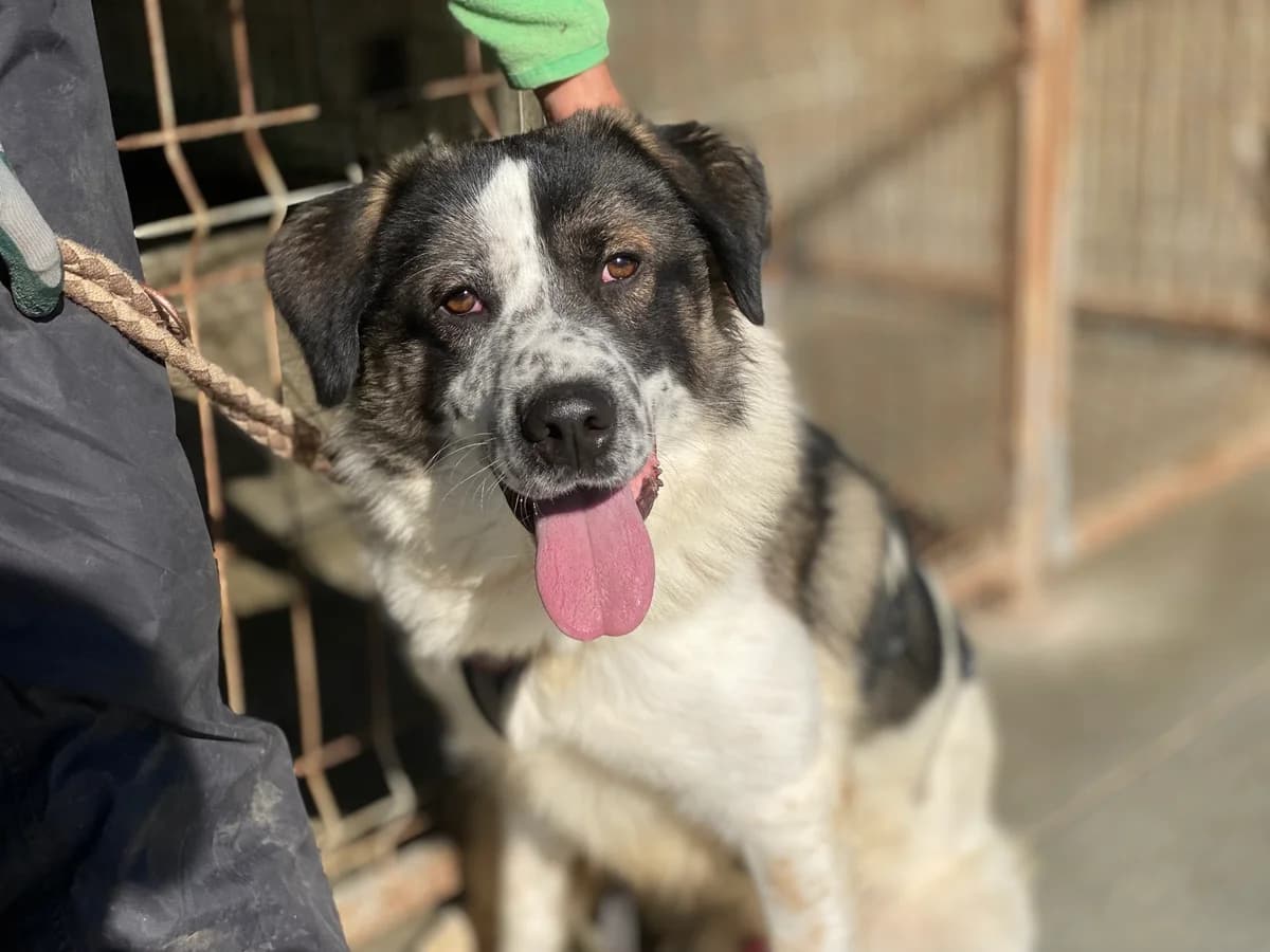 Picasso, male young Mixed Breed for adoption at Ein Herz für Streuner e.V., München