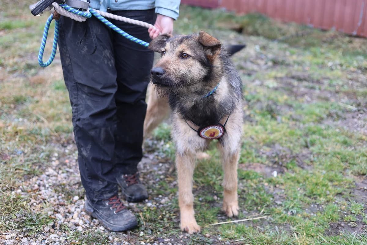 Pico, male puppy Mixed Breed for adoption at Ein Herz für Streuner e.V., München