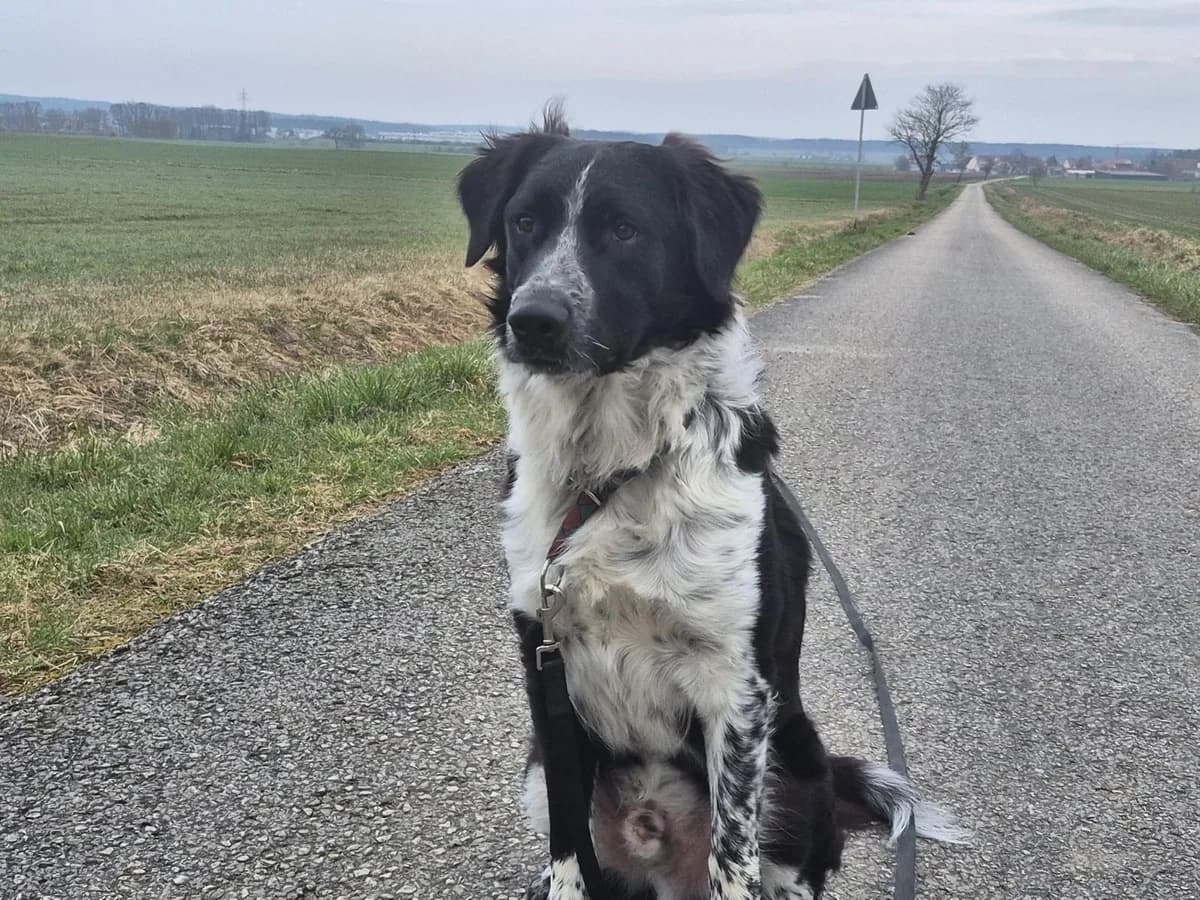 Picolino, male Mixed Breed for adoption at Ein Herz für Streuner e.V.