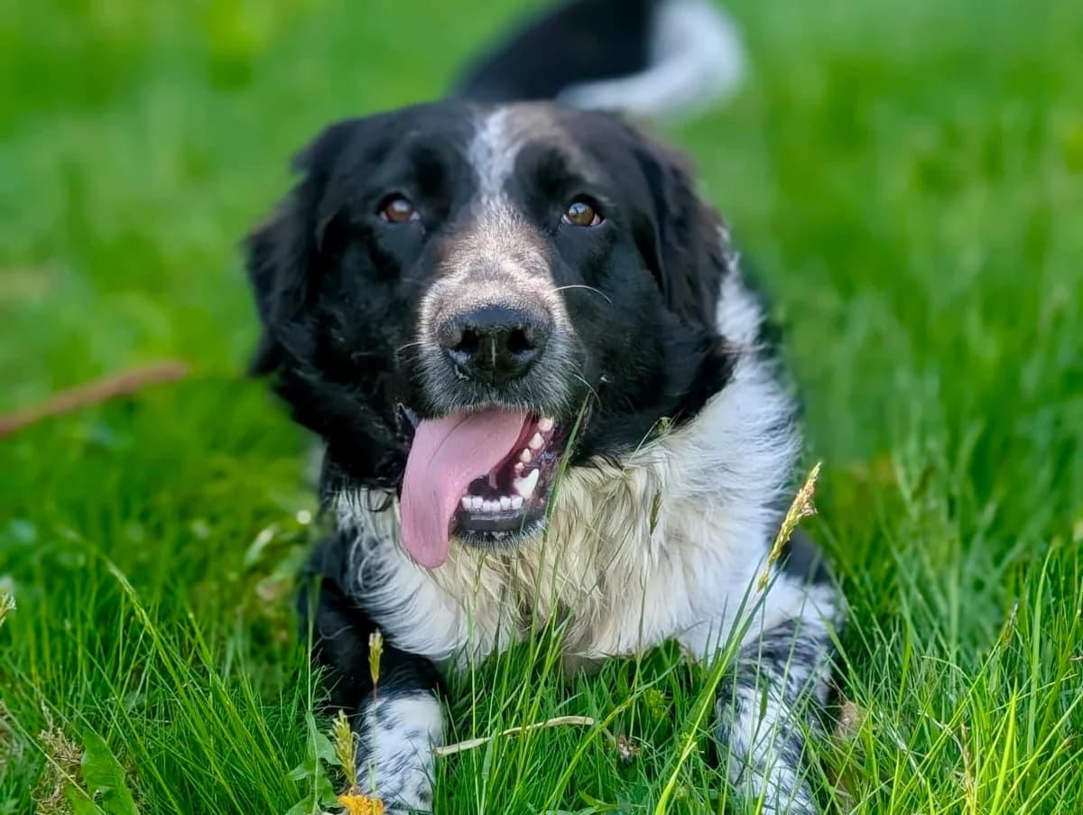 Picolino, male 5yo Mixed Breed for adoption at Ein Herz für Streuner e.V., München