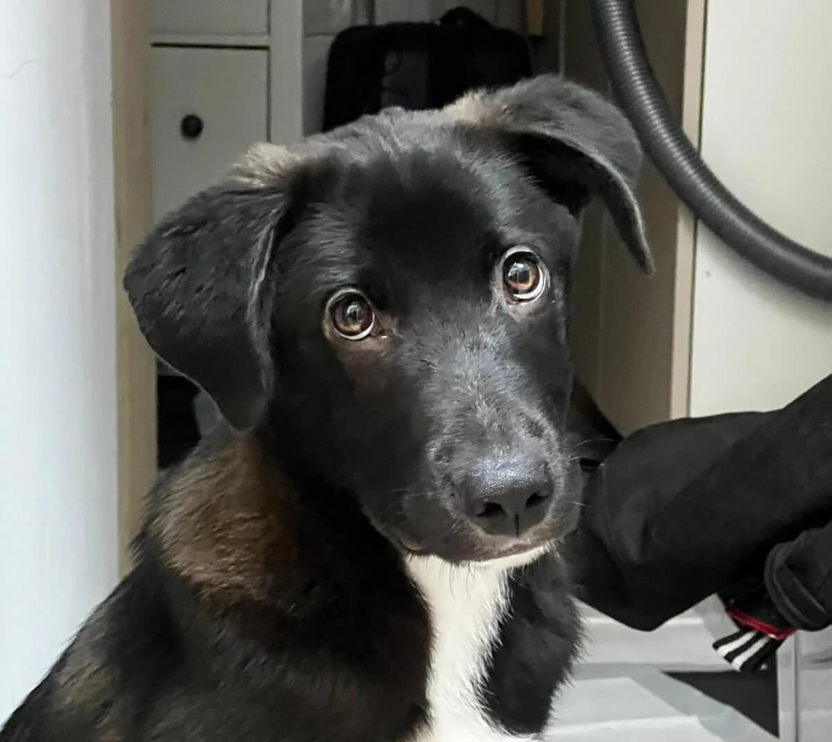 Picu, sand male puppy Mixed Breed for adoption at Ein Herz für Streuner e.V., München