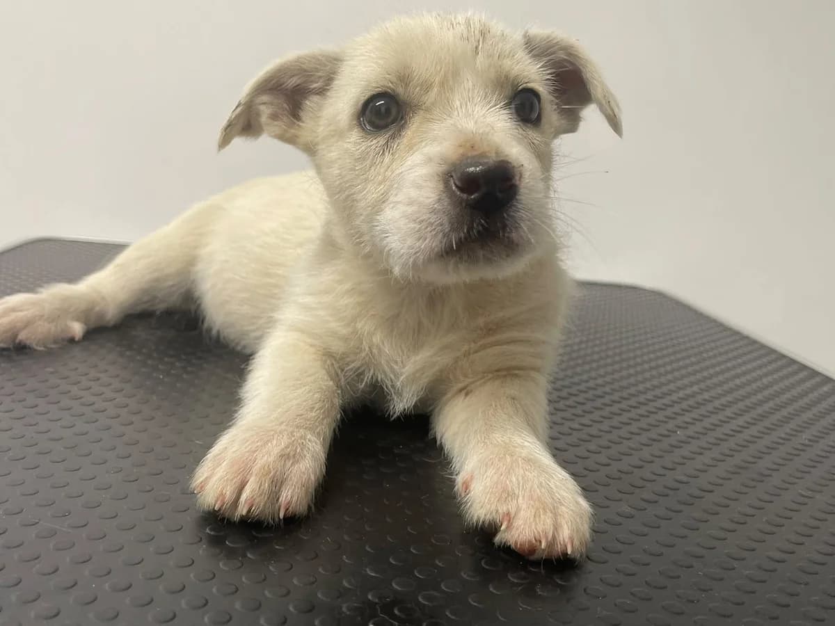 Pie, male puppy Mixed Breed for adoption at Ein Herz für Streuner e.V., München