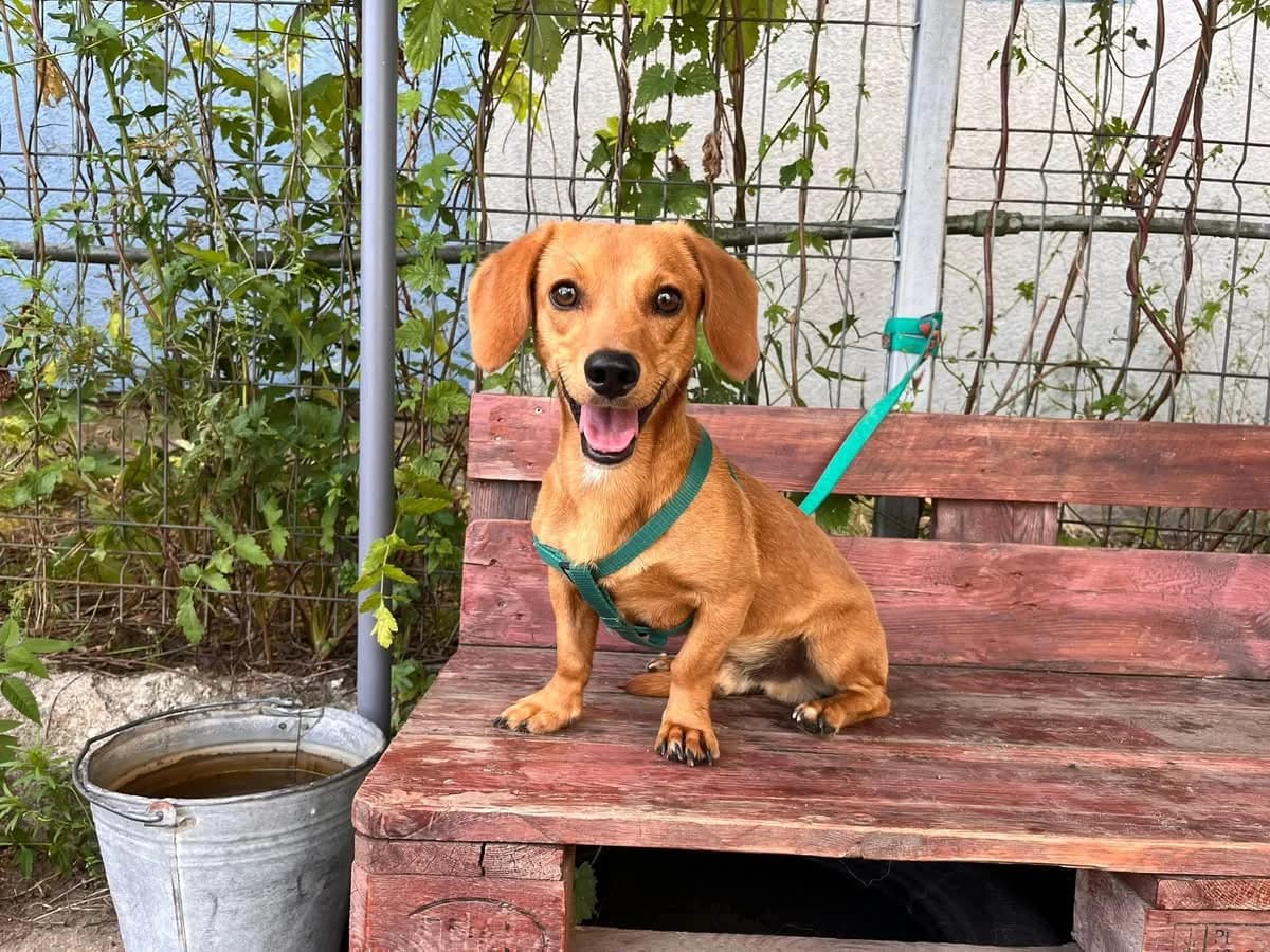 Piefke, male puppy Mixed Breed for adoption at Ein Herz für Streuner e.V., München
