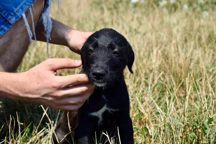 Pieps, weiß female puppy Mixed Breed for adoption at Ein Herz für Streuner e.V., München