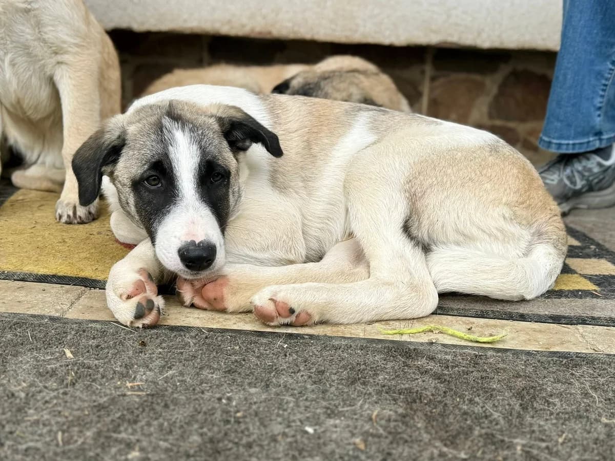 Pierre, male puppy Mixed Breed for adoption at Ein Herz für Streuner e.V., München