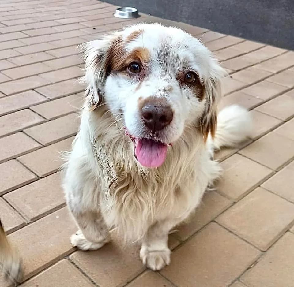 Pierre, male 4yo Mixed Breed for adoption at Ein Herz für Streuner e.V., München