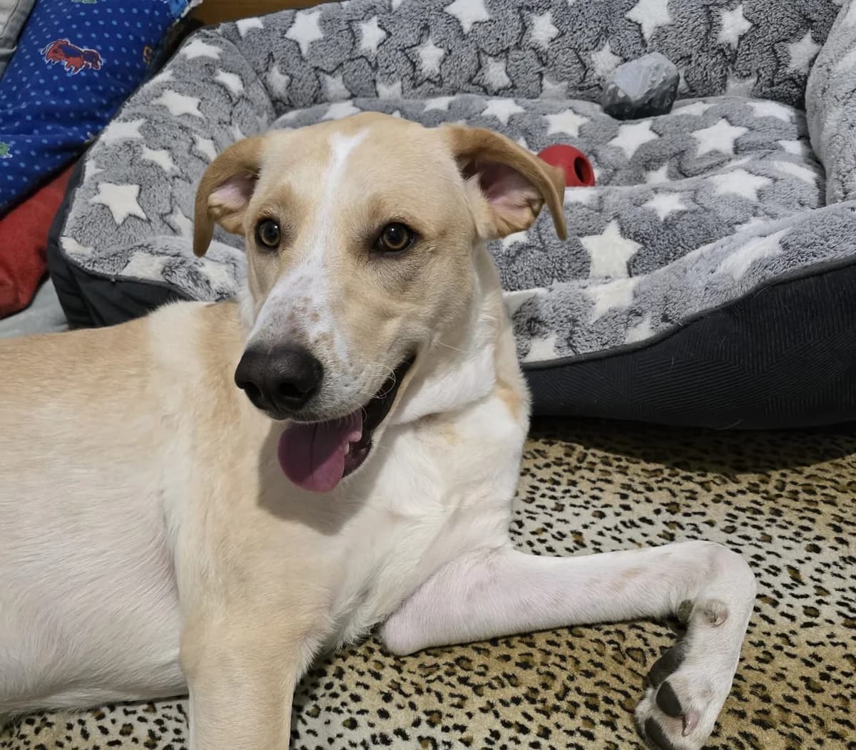 Piet, male young Mixed Breed for adoption at Ein Herz für Streuner e.V., München