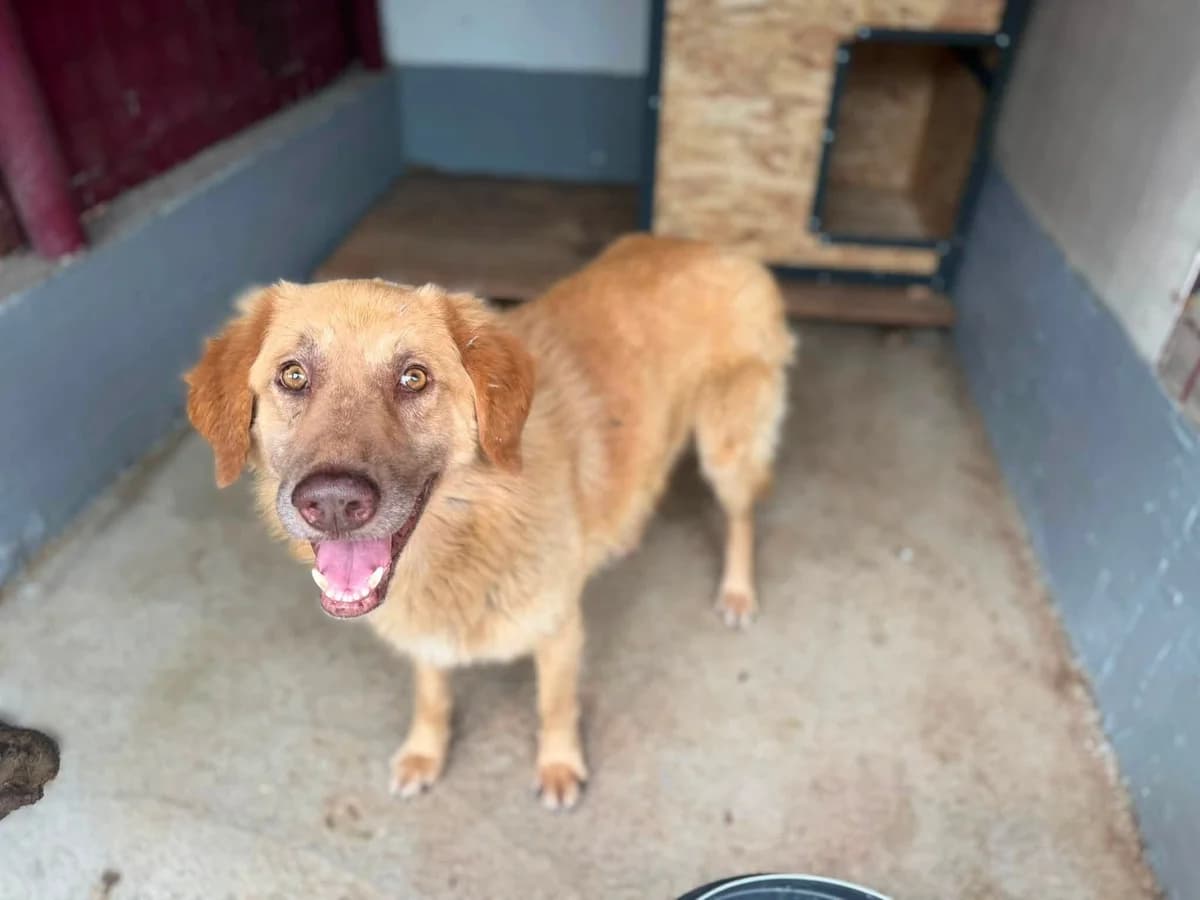 Piet, gold male 5yo Mixed Breed for adoption at Ein Herz für Streuner e.V., München