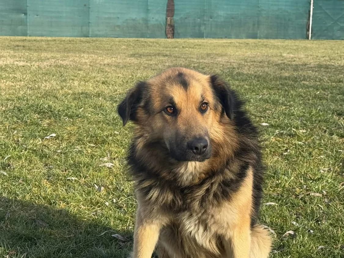 Piky, male 3yo Mixed Breed for adoption at Ein Herz für Streuner e.V., München