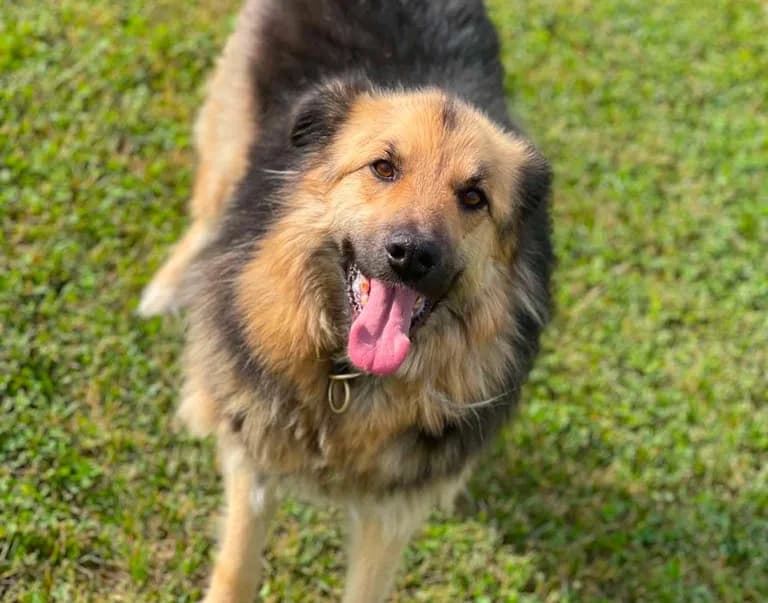 Piky, male 4yo Mixed Breed for adoption at Ein Herz für Streuner e.V., München